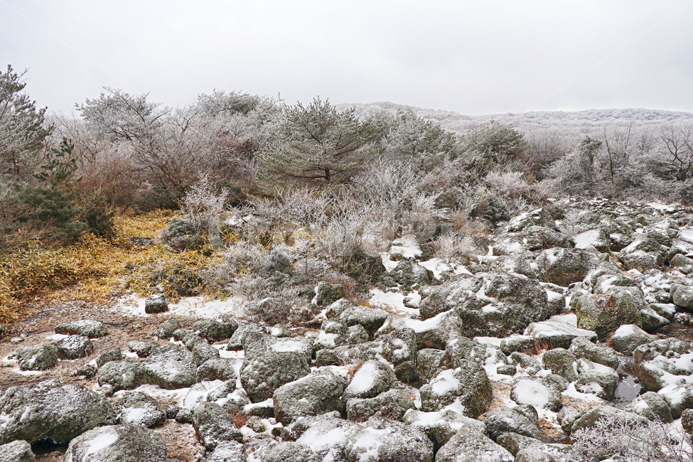 제주도,한라산,1100고지,한라산1100고지,설경,눈꽃,눈,snow,자연,nature,옥외,outdoors
