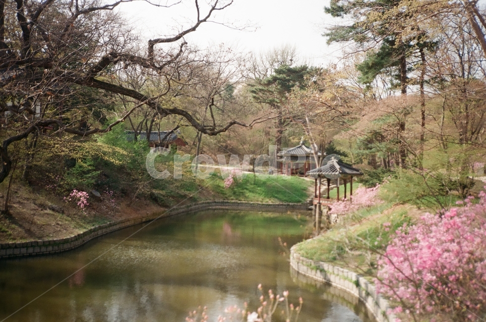 창덕궁,봄,궁,풍경,나무,봄,계절,spring,season,랜드마크,landmark,tourist attraction,한국랜드마크,한국관광지,한국명소,korea landmark,korea tourist attraction,water,물,outdoors,옥외,nature,자연