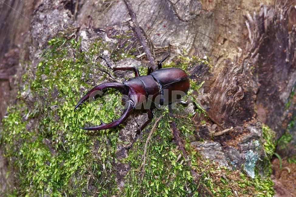 사슴벌레,곤충,stagbeetle,자연,뿔,강인함,nature,bug,보호종,INSECT,BUG,동물,animal,곤충,벌레,insect,bug