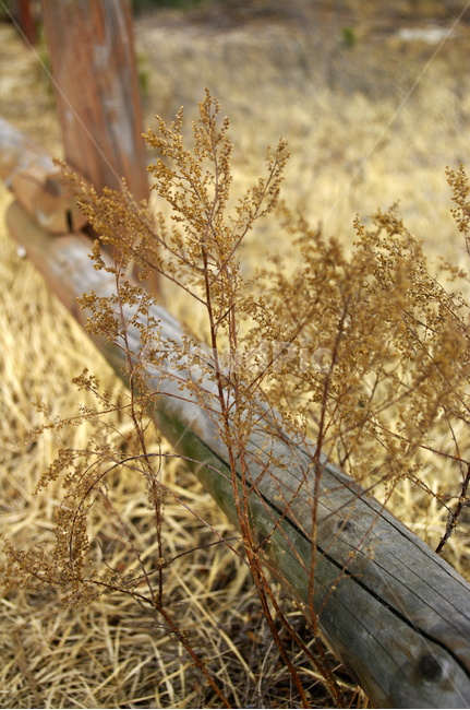 겨울,식물,나무,풀,plant,식물,자연,plants,nature