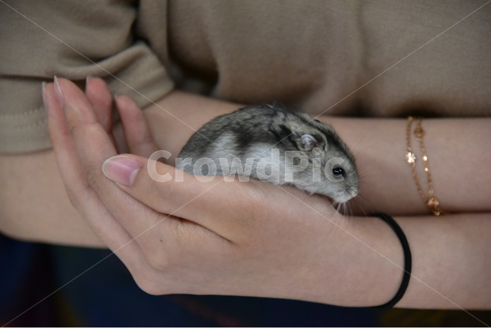햄스터,동물,애완동물,포유류,펫,귀여움,귀여운,hamsters,mammals,pets,pet,cute,동물,animal,포유류,mammal