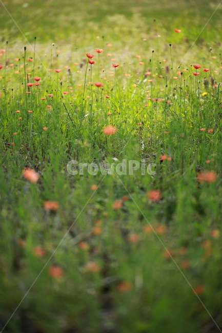 양귀비꽃,민들레,민들레홀씨,봄,들판,식물,자연,plants,nature,꽃,flower
