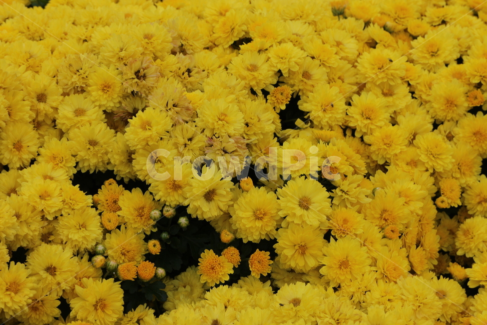 국화,꽃,노란국화,flower,노란색국화