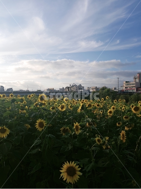 해바라기,꽃,풍경,자연,식물,plant
