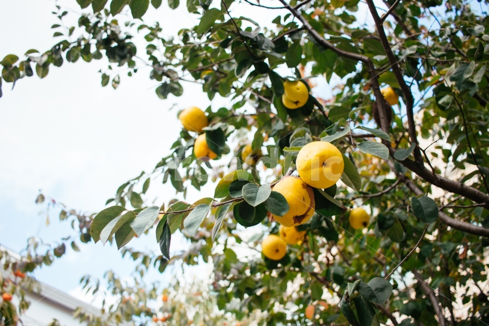 과일나무,모과나무,모과,하늘,열매,식물,자연,plants,nature,음식,식재료,요리,food,cook,meal,dishes,food reserves,과일,열매,fruit