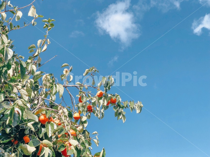 하늘,가을,감,감나무,나무,식물,자연,식물,자연,plants,nature,나무,trees,wood,과일,열매,fruit