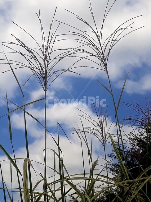 하늘,구름,식물,갈대,reed,plant,식물,자연,plants,nature