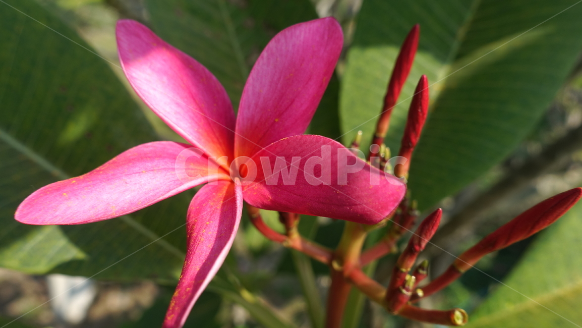 flower,tropic,plant,summer,여름,꽃,꽃송이,blossom,열대,식물,야외,outdoor,green,초록,petal,꽃잎,pink,red,핑크,레드,분홍