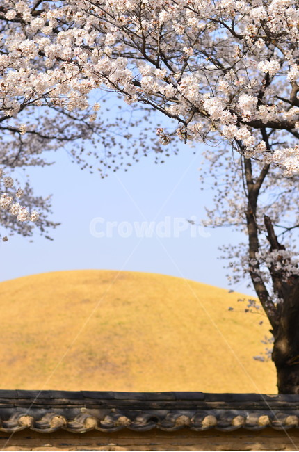 봄,벚꽃,풍경,자연,돌담,봄,계절,spring,season,한국전통,한국문화,korean traditional,korean culture,식물,자연,plants,nature,꽃,flower,나무,trees,wood,plant