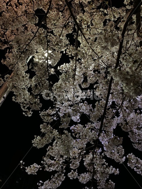 벚꽃,꽃,밤,night,flower,cherryblossom,blossom,plant,식물