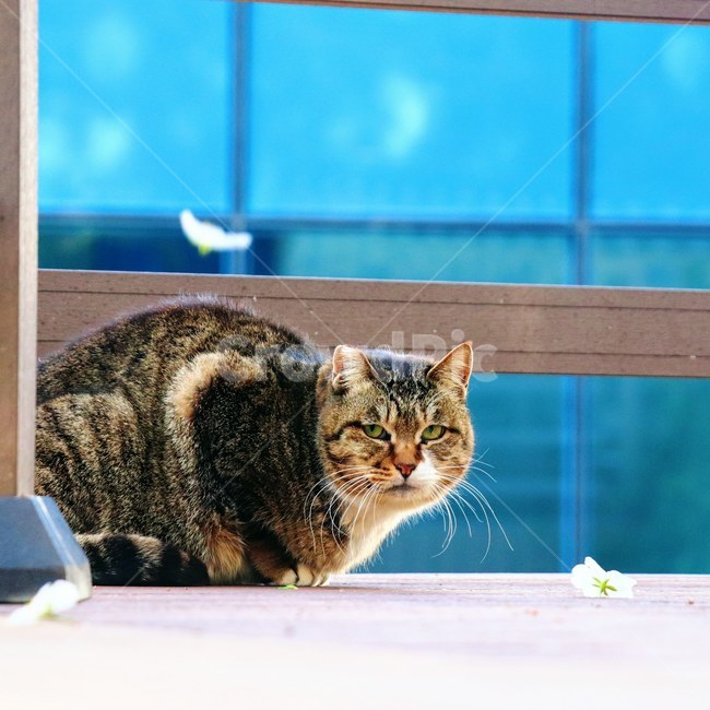 길고양이,고양이,동물,straycat,cat,animal