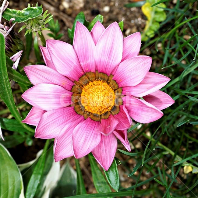 봄,꽃,식물,자연,flower,floral,가자니아,국화과,훈장국화,태양국,원예,gazania,남아프리카원산