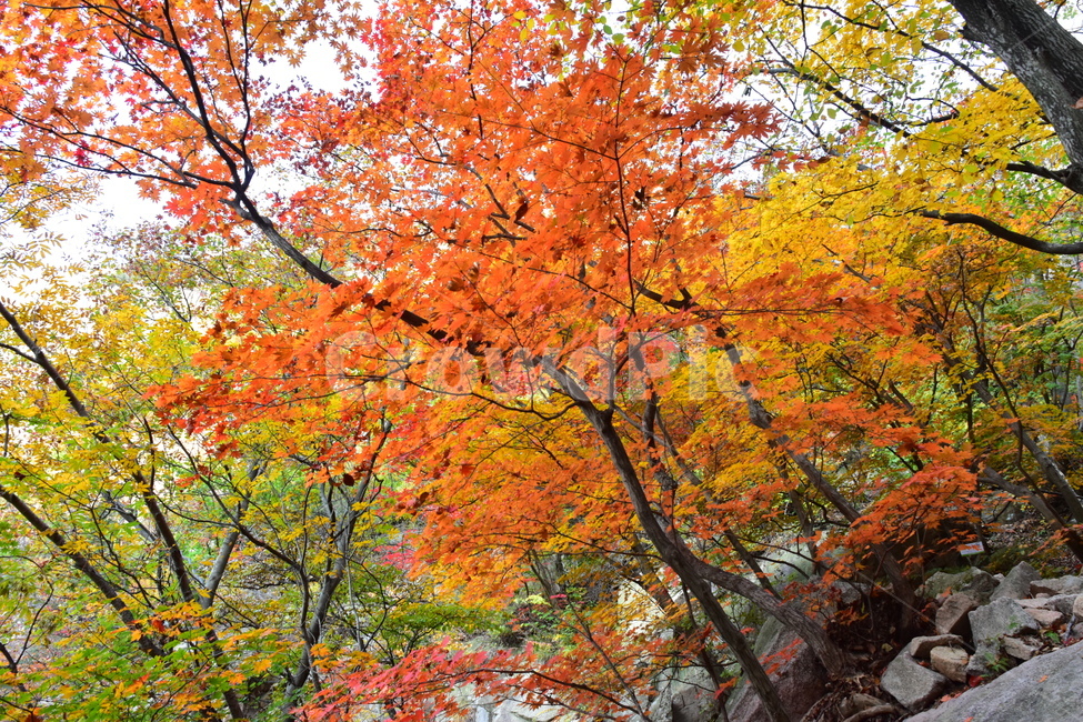 가을,단풍,자연,풍경,북한산,잎,단풍잎,붉은,나무,계절,계곡,숲,힐링,plant,fall,autumn,season,forestnature,landscape,한국자연풍경,한국자연경관,korea,tree,maple,leaf,가을,계절,fall,autumn,season,자연,풍경,nature,landscape,식물,plants,나무,trees,wood