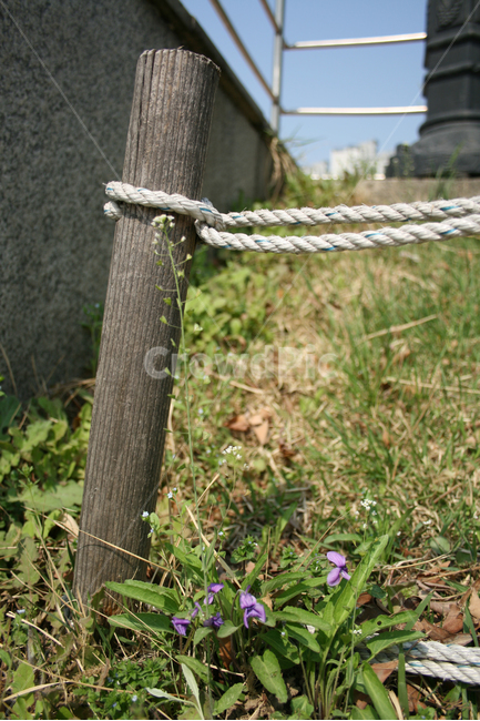 제비꽃,봄,봄날,봄풍경,감성,spring,flower,공원,풍경,식물,새싹,잎,초록,꽃,보라,봄,계절,spring,season,식물,자연,plants,nature,꽃,flower
