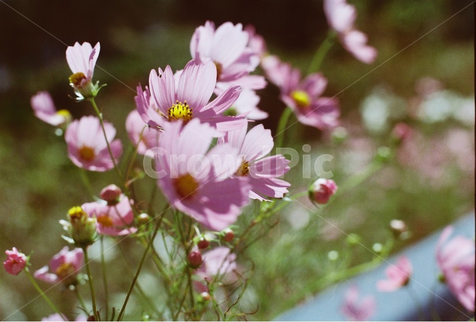 필름,코스모스,감성,꽃,flower,자연,길,길에핀꽃,가을,계절,fall,autumn,season,식물,자연,plants,nature,꽃,flower,감성,sensible,feeling,plant