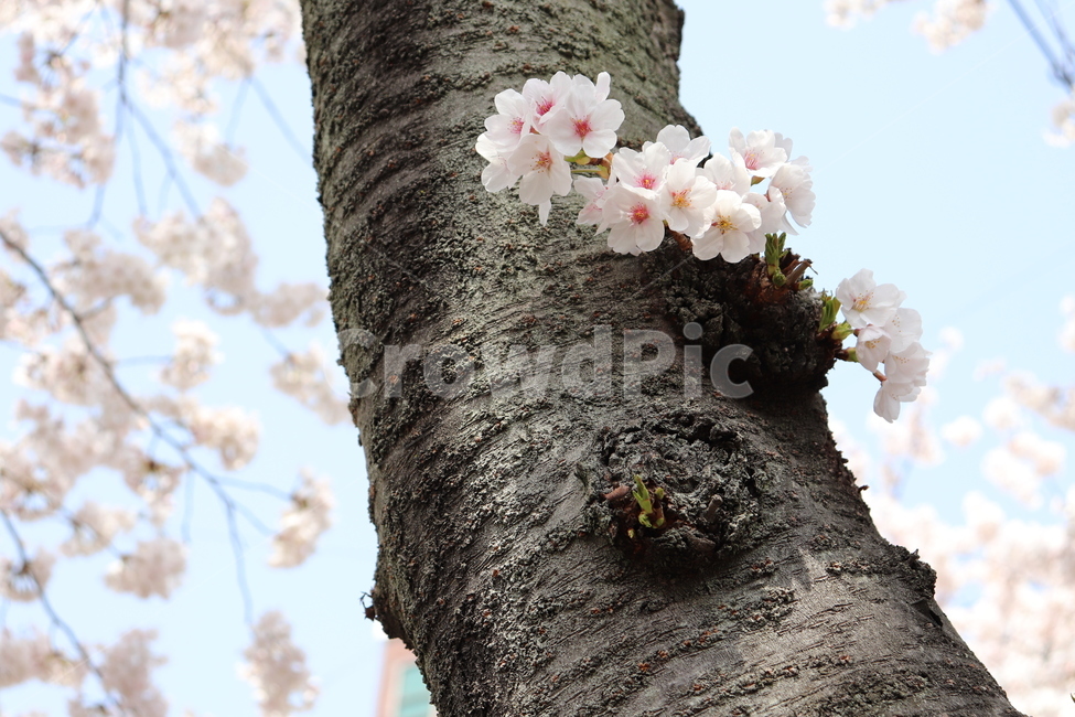 꽃,벚꽃,flower,봄,spring,cherryblossom,tree,나무,하늘,sky,자연,식물,벚나무,꽃나무,4월,봄,계절,spring,season,식물,자연,plants,nature,꽃,flower,plant