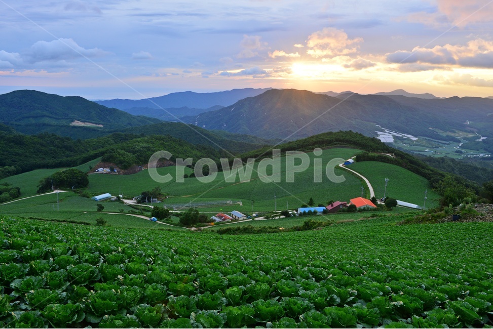 Ahn Bandeok,flare,nature,scene,Gangwondo,cabbage field,mountain valley,Wangsanmyeon,outdoors,light,mountain village,Town,Anbandegi cabbage field,sight,Antarctica,highland cabbage field,Gangneung