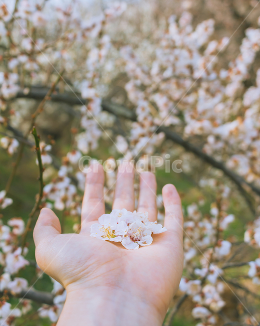 봄꽃,봄,꽃,매화,감성사진,감성,봄,계절,spring,season,사람,인물,인간,human,person,신체일부,몸,body,plant,식물