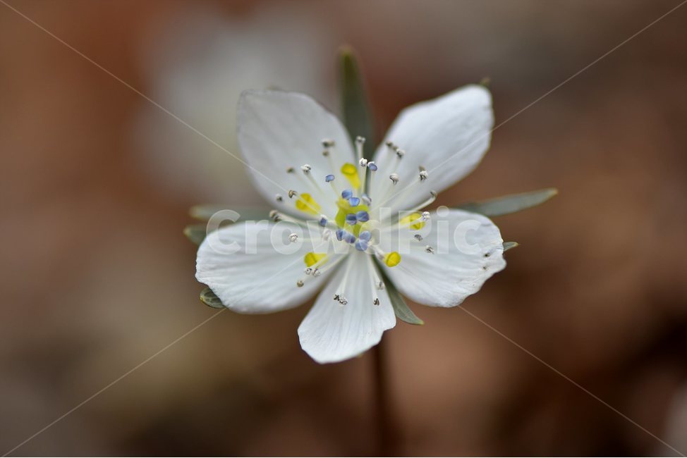 변산바람꽃,2018년,3월,야생화,꽃,생태,식물,자연,들꽃,산꽃,봄,감성,힐링,플라워,계절,시즌,wild,Flower,plants,nature,spring,season,배경,풀,초본,미나리아재비과,너도바람꽃속,flower,생태사진,봄꽃,자생지,경기도,식물,자연,plants,nature,꽃,flower