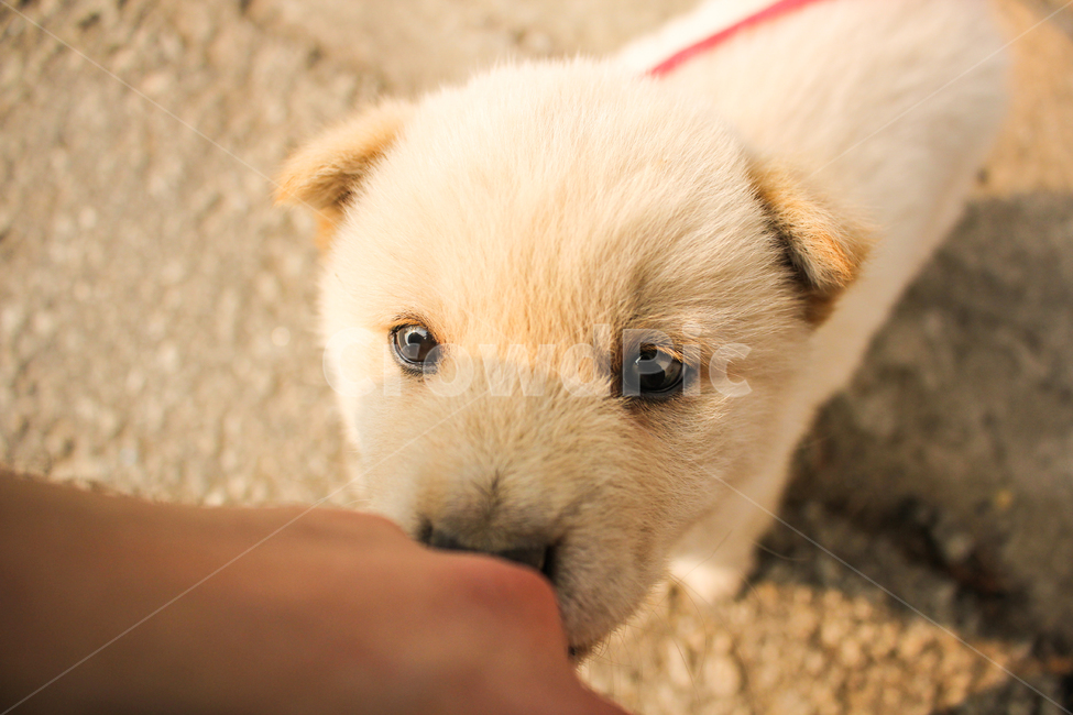 동물,강아지,개,dog,pet,애완동물,animal,감성,동물,animal,포유류,mammal,개,강아지,dog,doggy