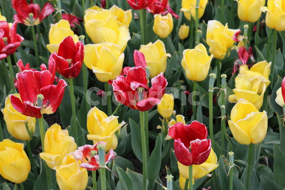 튤립,꽃,가을,plant,식물,blossom,flower