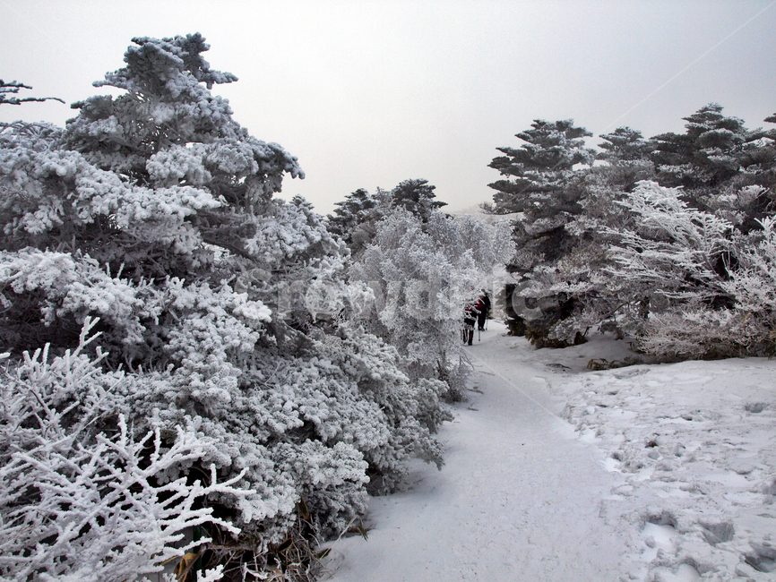 한라산,설화,눈꽃,눈,겨울,풍경,설원,설경,산,자연,제주도,겨울,계절,winter,season,제주도,jeju,jeju island,tree,나무,plant,식물,fir,전나무,abies,아비,outdoors,옥외,nature,ice,얼음