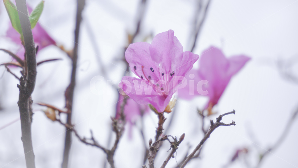 진달래,진달래꽃,자연,핑크,정원,식물,koreanrosebay,flower,garden,plant,nature,pink,식물,자연,plants,nature,꽃,flower