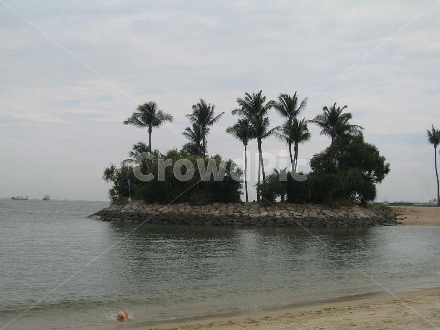 싱가포르,singapore,sentosa,센토사,야자수