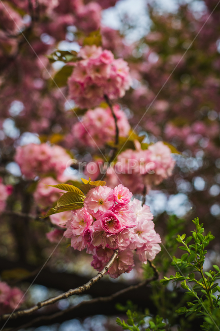벚꽃,겹벚꽃,감성,분홍,핑크,봄,봄꽃,cherryblossom,blossom