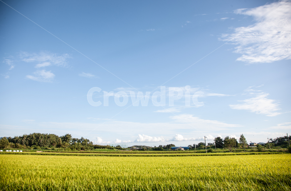 들,하늘,들풀,풍경,자연,식물,자연,풍경,nature,landscape,grassland,목초지,field,outdoors,옥외,paddy field,패디 필드