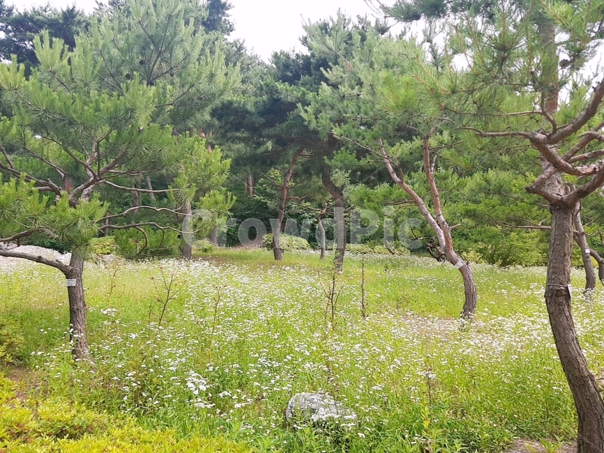 field,grassland,목초지,outdoors,옥외,nature,plant,자연,식물,tree,나무