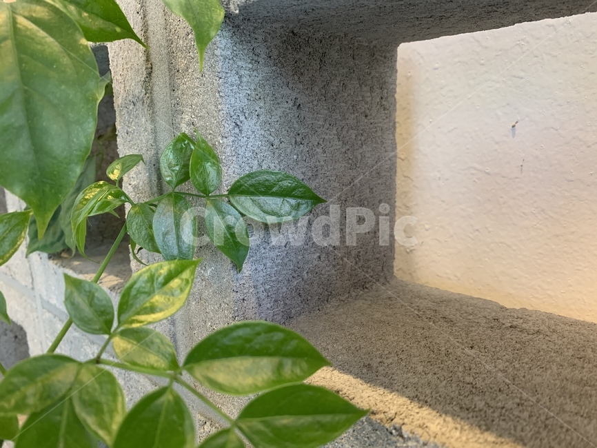 식물,풀,잎,leaf,plant,벽돌,도시농장,벽