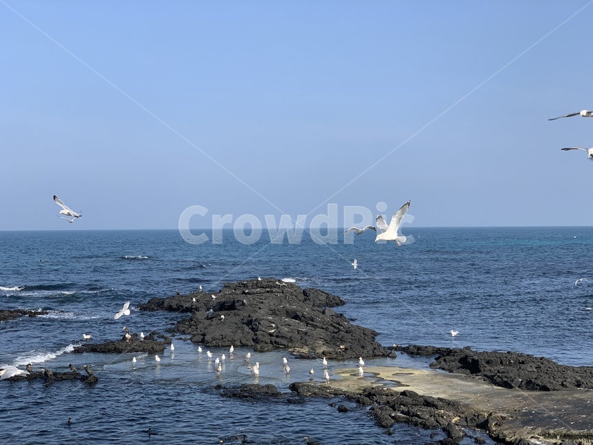 동물,bird,새,바다,갈매기