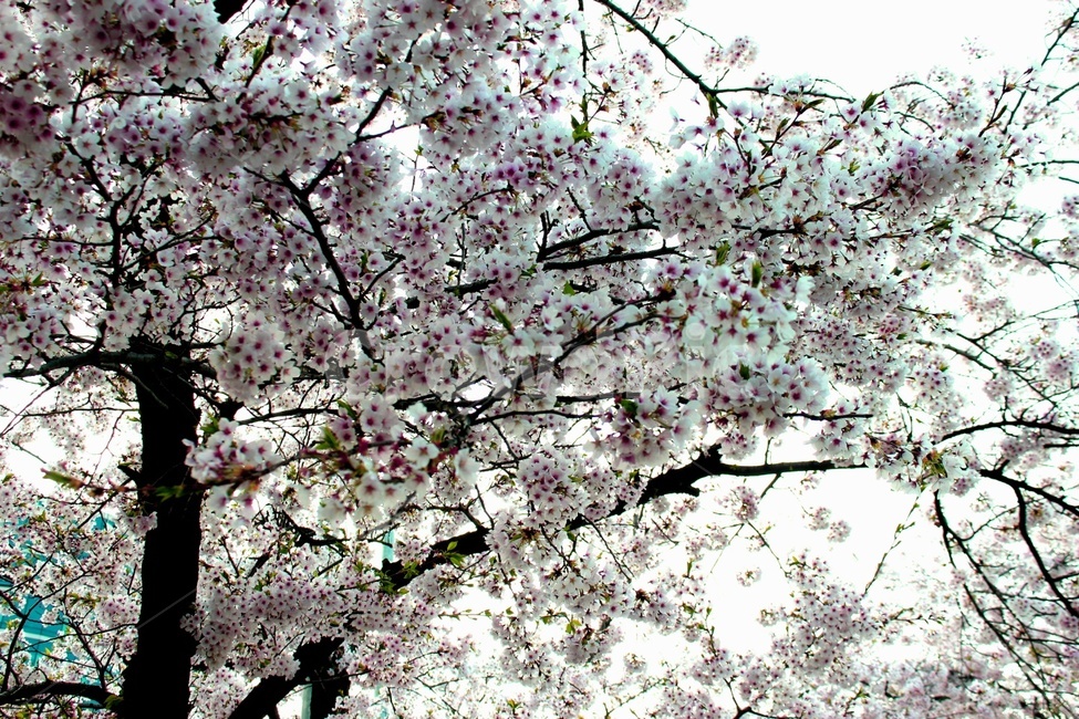 벚꽃,나무,꽃,식물,봄,자연,봄꽃,감성,힐링,cherryblossom