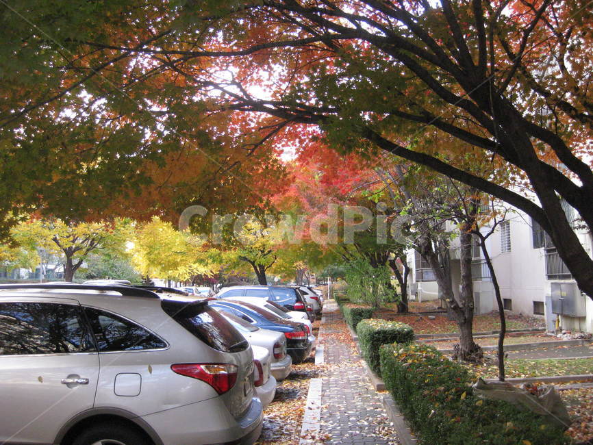 outdoors,야외,가을,낙엽,automobile,자동차,car,차,transportation,교통,vehicle,차량,machine,빨강,노랑,주황,단풍