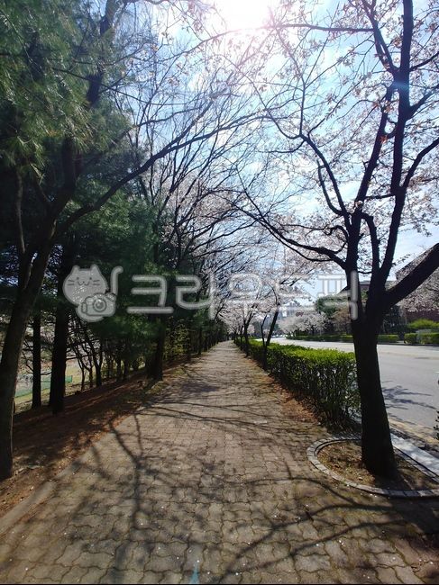 Cherry Blossom,tree,flowering,flower,spring,tree trunk,cherry blossom road,colonnade,plant,treetrunk,walk
