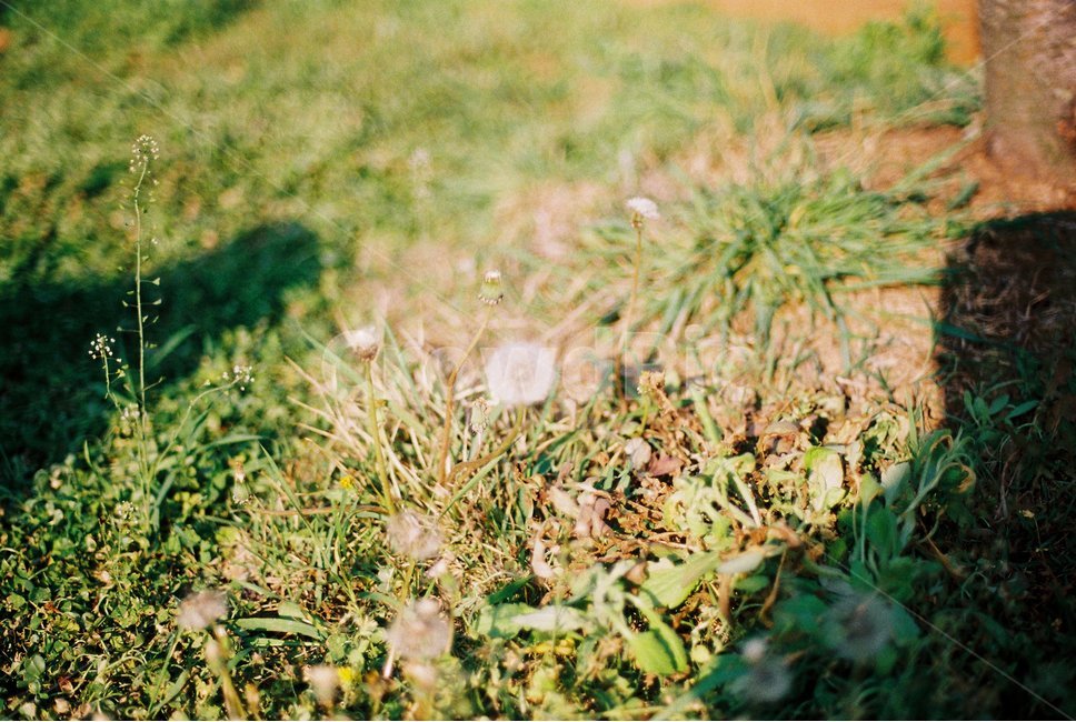꽃,민들레,flower,그림자,dandelion,shadow,자연,nature,감성,sensible,feeling