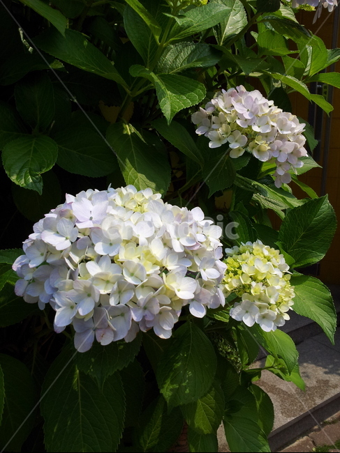 꽃,자연,푸르름,풀,식물,수국,식물,자연,plants,nature,꽃,flower