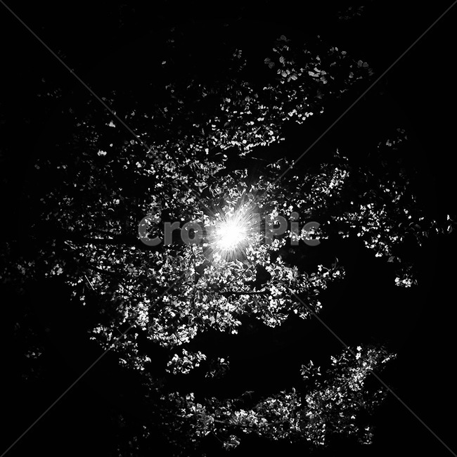 벚꽃,우주,흑백,눈부심,불빛,light,cherryblossom