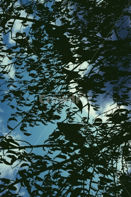 나무,하늘,그림자,나뭇잎,감성사진,식물,자연,plants,nature