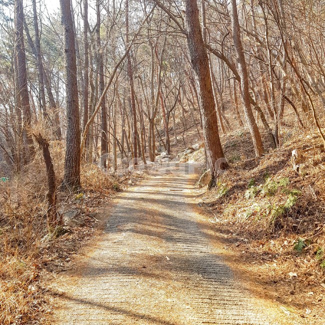 산,길,겨울,추위,나무,숲,자연,풍경,nature,landscape,ground,바닥,path,통로,dirt road,흙길,road,도로,gravel,자갈,tree,plant,식물