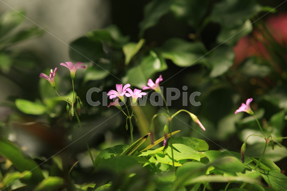 5월,빛,밝음,화사,꽃,자연,편안함,식물,자연,plants,nature,꽃,flower