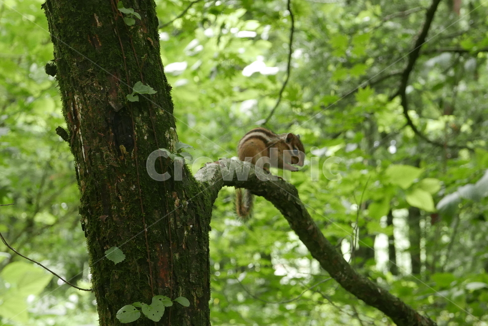 다람쥐,설치류,나무,squirrel,rodents,tree