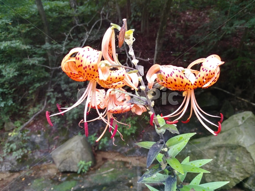 참나리,나리,liliumlancifolium,권단,백합과,나리꽃,식물