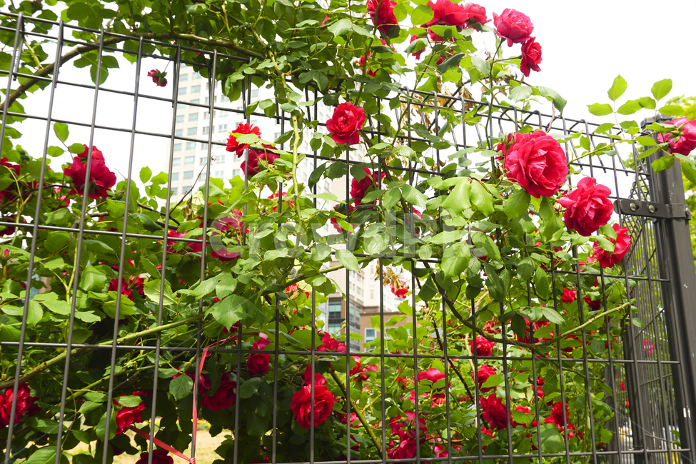 blossom,꽃,flower,식물,plant,장미,붉은장미,빨간장미,아파트,울타리,자연,rose,정원,식물,자연,plants,nature,꽃,flower