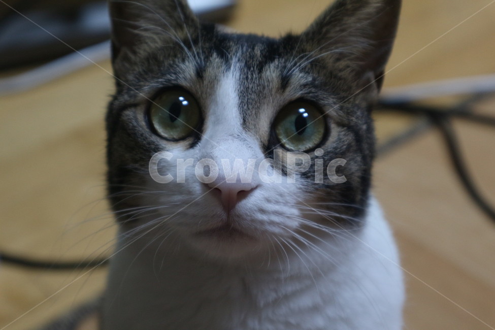 cat,고양이,반려묘,동물,pet