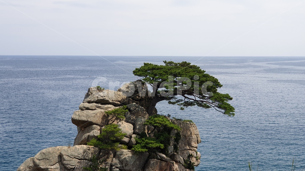 소나무,하조대,보호수,양양하조대,바다,자연,자연,풍경,nature,landscape,outdoors,옥외,land,땅,shoreline,해안선,water,물,ocean,대양,sea,promontory,곶,cliff,낭떠러지,coast,연안