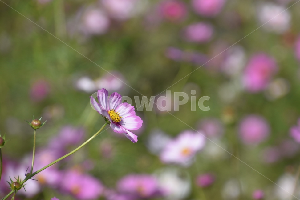 plant,식물,꽃,flower,코스모스,식물,자연,plants,nature,꽃,flower