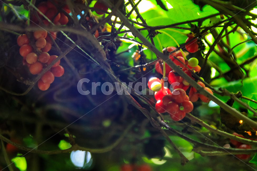 오미자,다섯가지맛,식물,과일,열매,수확,농업,제철,식물,자연,plants,nature,과일,열매,fruit