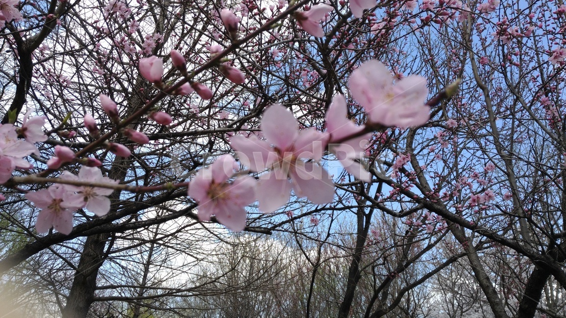 plant,식물,blossom,꽃,flower,벚꽃,cherryblossom